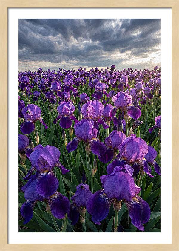 Iris Fields Under Dramatic Skies