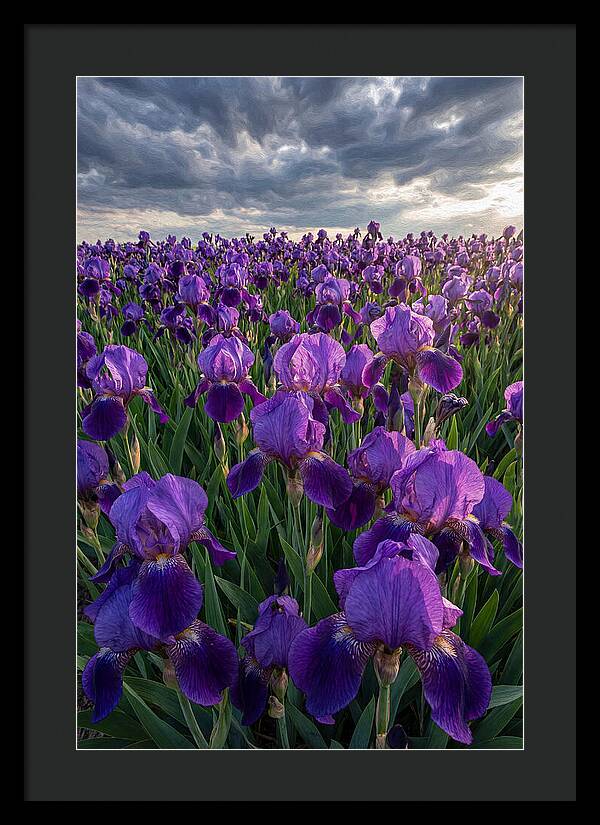 Iris Fields Under Dramatic Skies