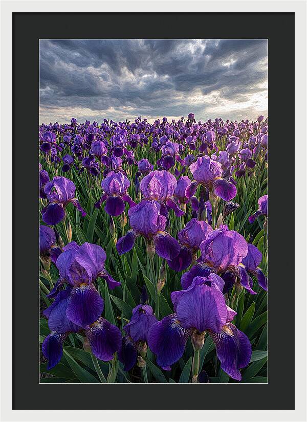 Iris Fields Under Dramatic Skies