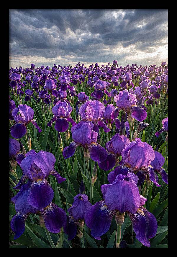 Iris Fields Under Dramatic Skies