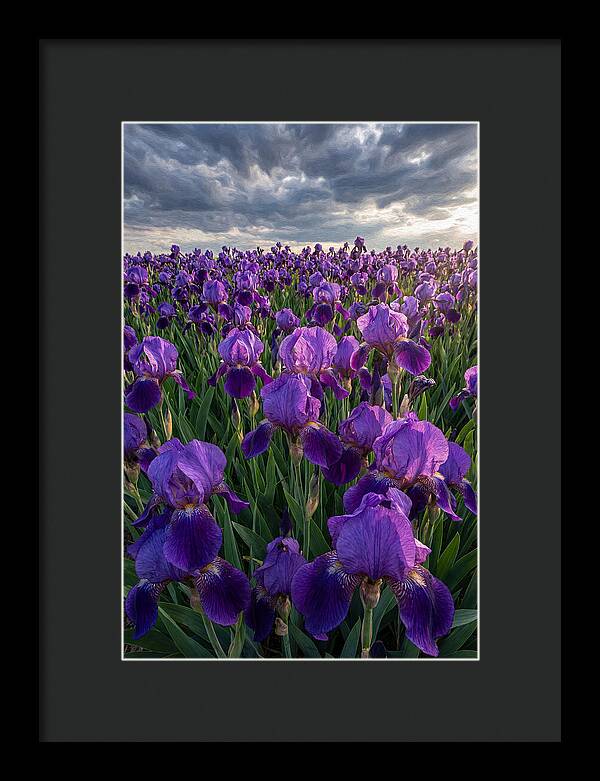 Iris Fields Under Dramatic Skies