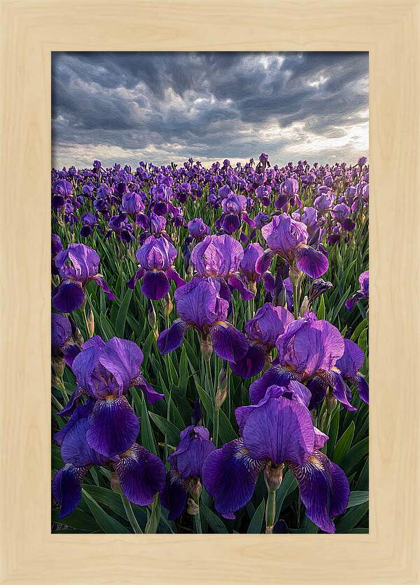 Iris Fields Under Dramatic Skies
