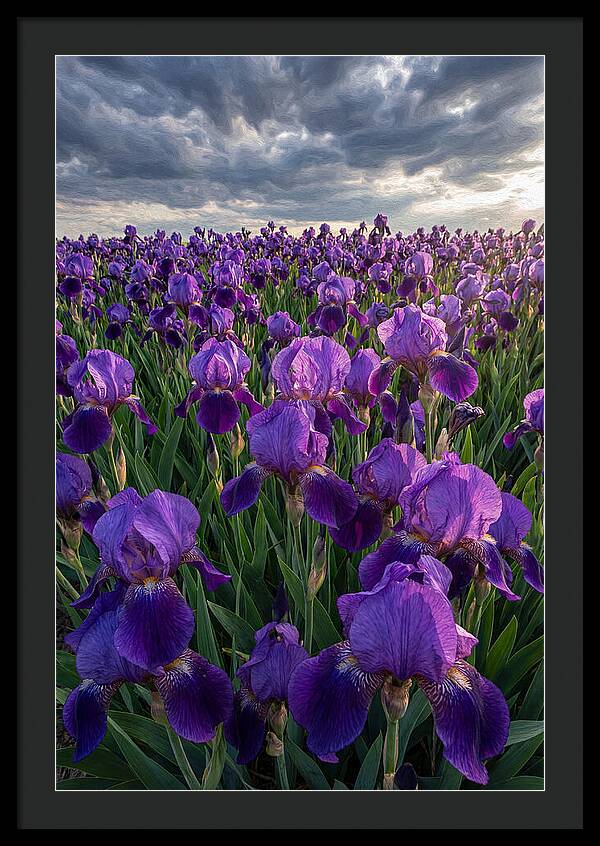 Iris Fields Under Dramatic Skies