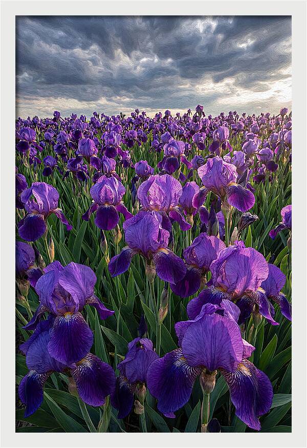 Iris Fields Under Dramatic Skies