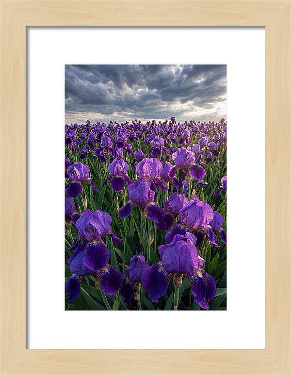 Iris Fields Under Dramatic Skies