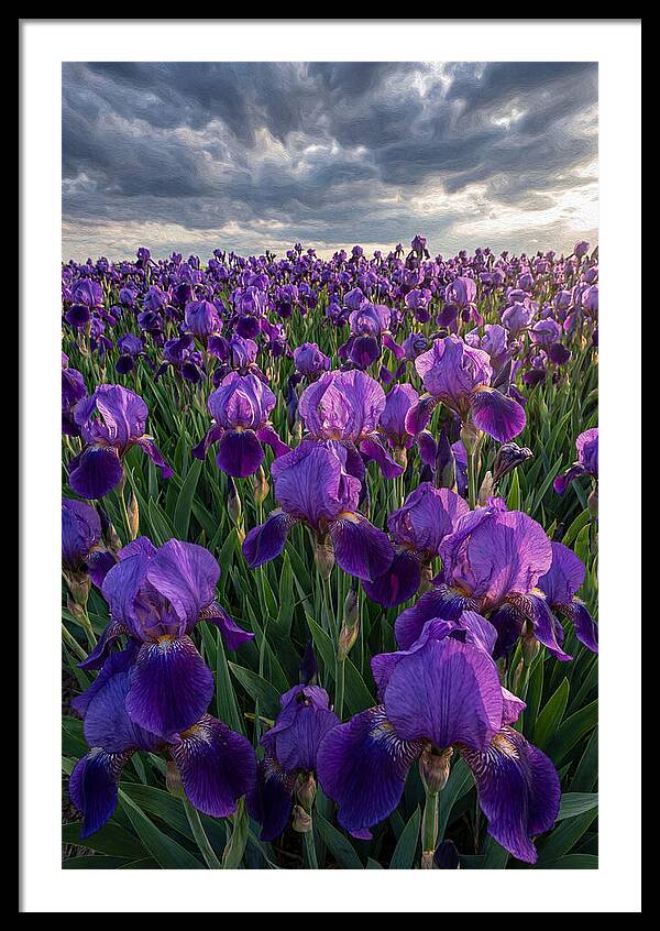 Iris Fields Under Dramatic Skies
