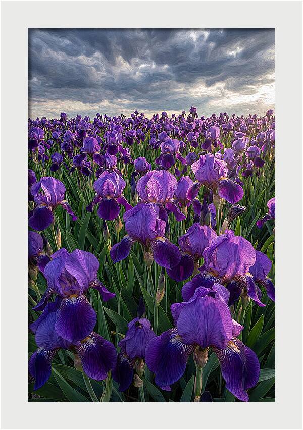 Iris Fields Under Dramatic Skies
