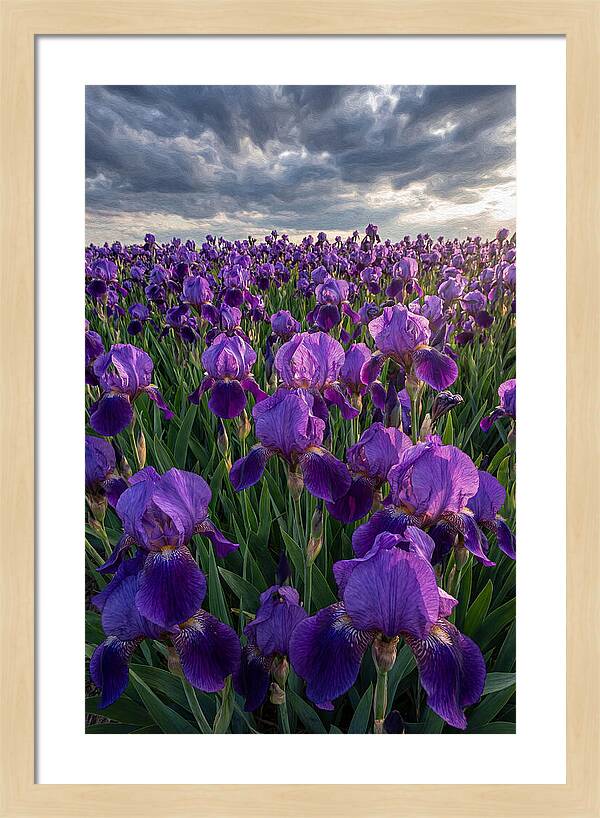 Iris Fields Under Dramatic Skies
