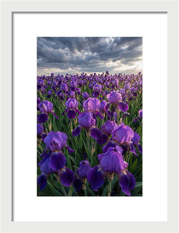 Iris Fields Under Dramatic Skies