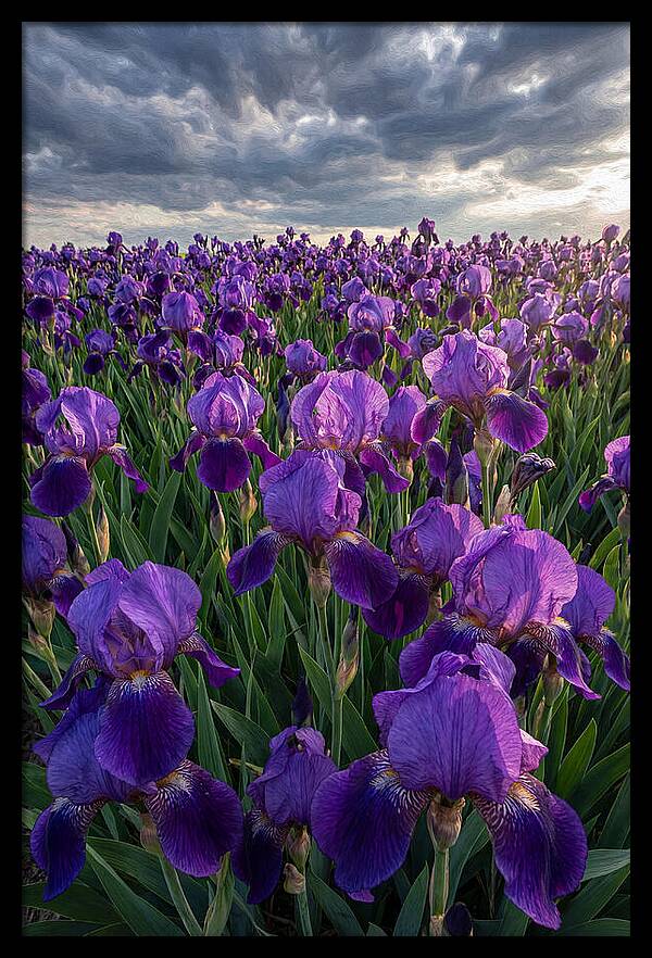 Iris Fields Under Dramatic Skies