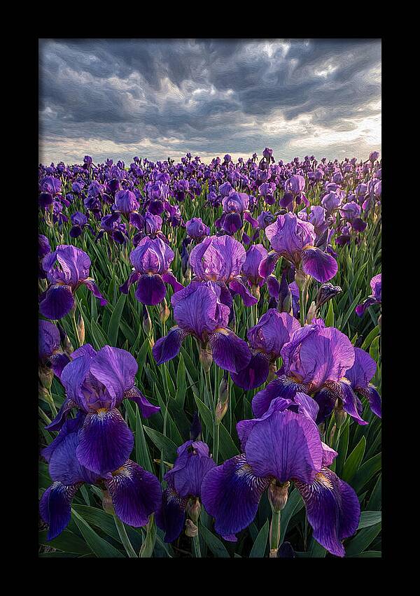 Iris Fields Under Dramatic Skies