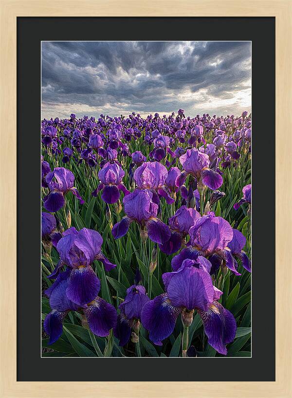 Iris Fields Under Dramatic Skies