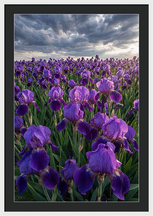 Iris Fields Under Dramatic Skies