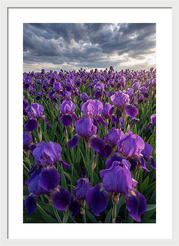 Iris Fields Under Dramatic Skies