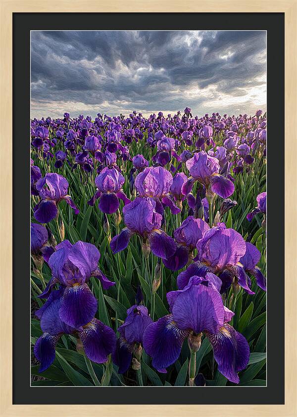 Iris Fields Under Dramatic Skies