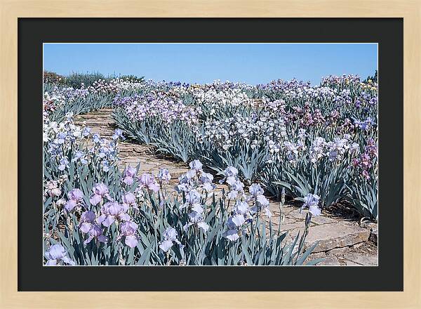 Iris Garden Serenity