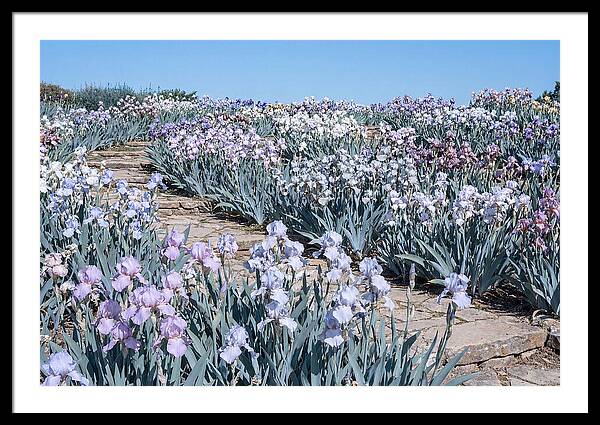 Iris Garden Serenity