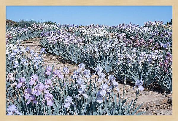 Iris Garden Serenity