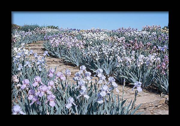 Iris Garden Serenity