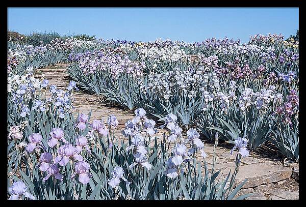 Iris Garden Serenity
