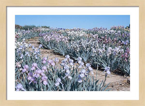 Iris Garden Serenity