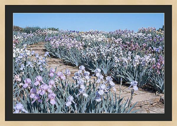 Iris Garden Serenity