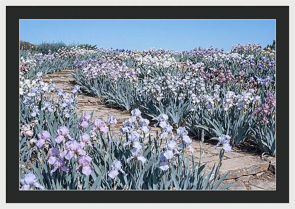 Iris Garden Serenity