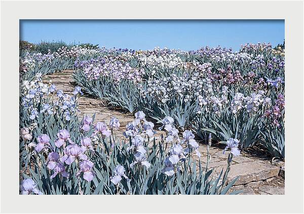 Iris Garden Serenity
