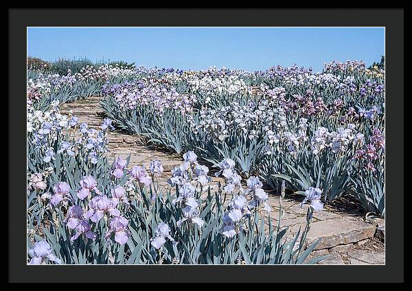 Iris Garden Serenity