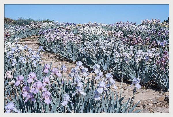 Iris Garden Serenity