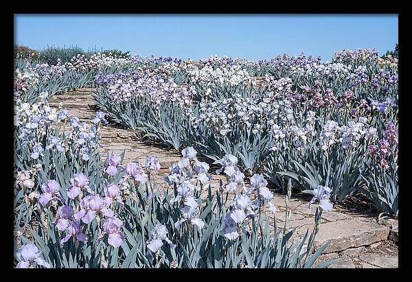 Iris Garden Serenity