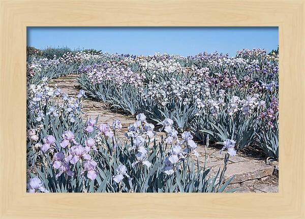 Iris Garden Serenity