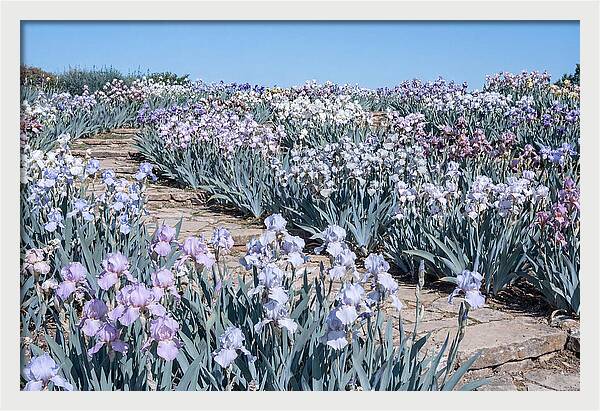 Iris Garden Serenity
