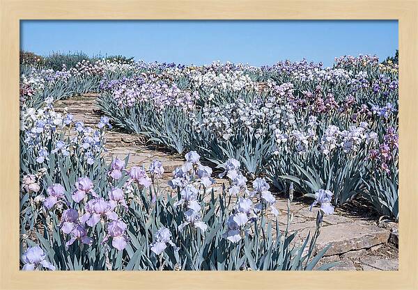 Iris Garden Serenity