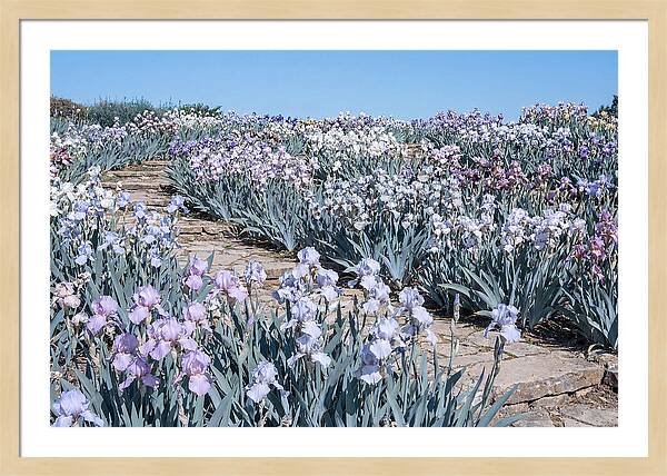Iris Garden Serenity