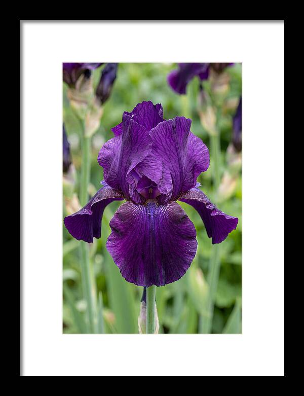 Iris In Bloom