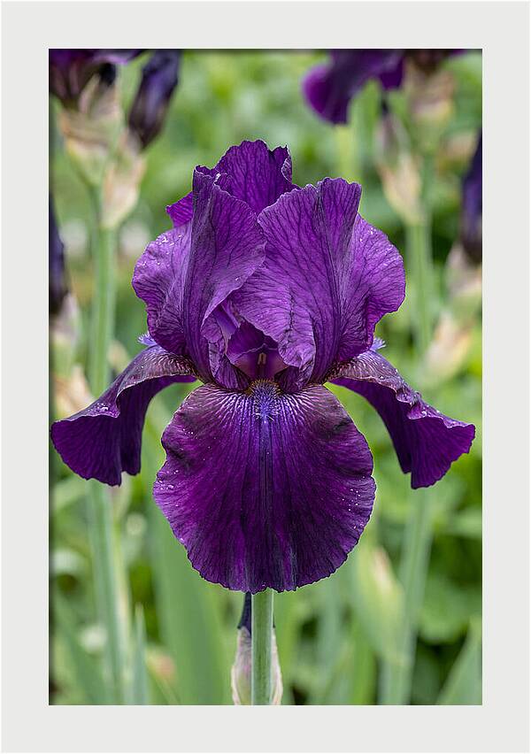 Iris In Bloom