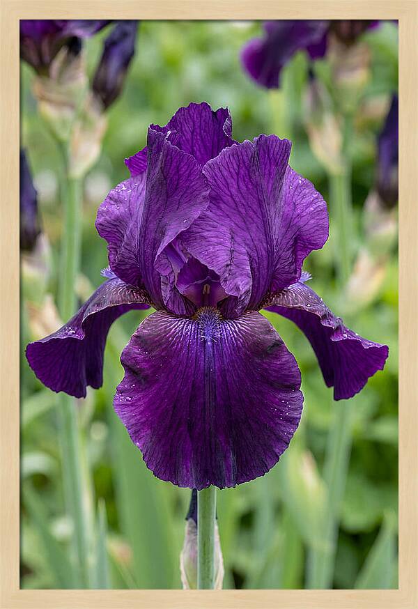 Iris In Bloom
