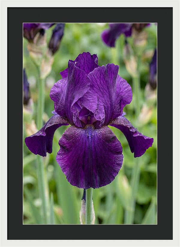 Iris In Bloom