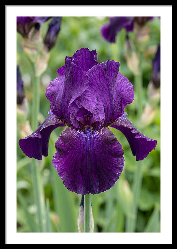 Iris In Bloom