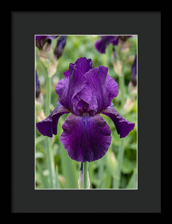 Iris In Bloom