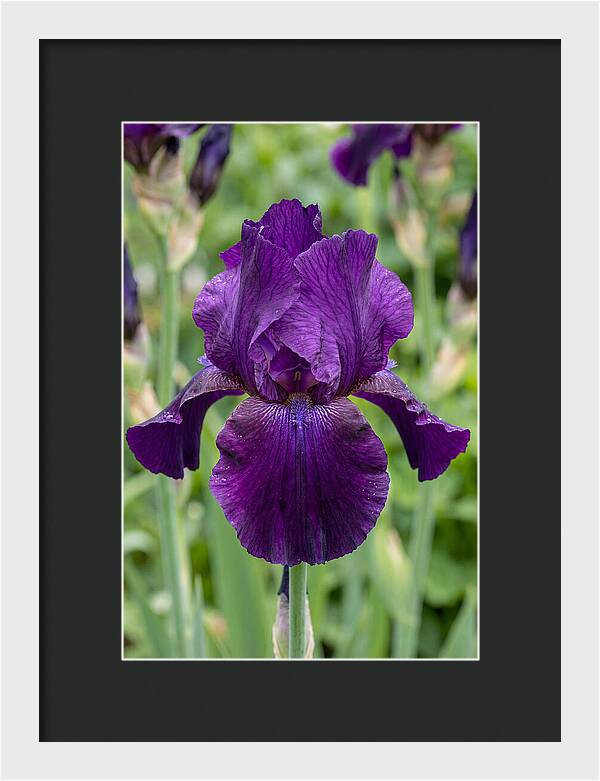 Iris In Bloom