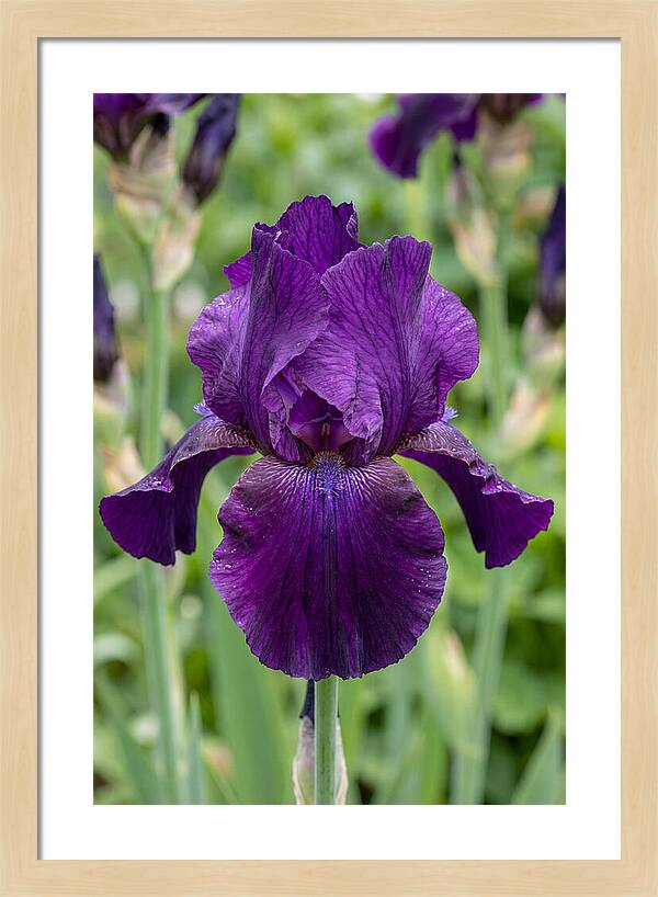 Iris In Bloom