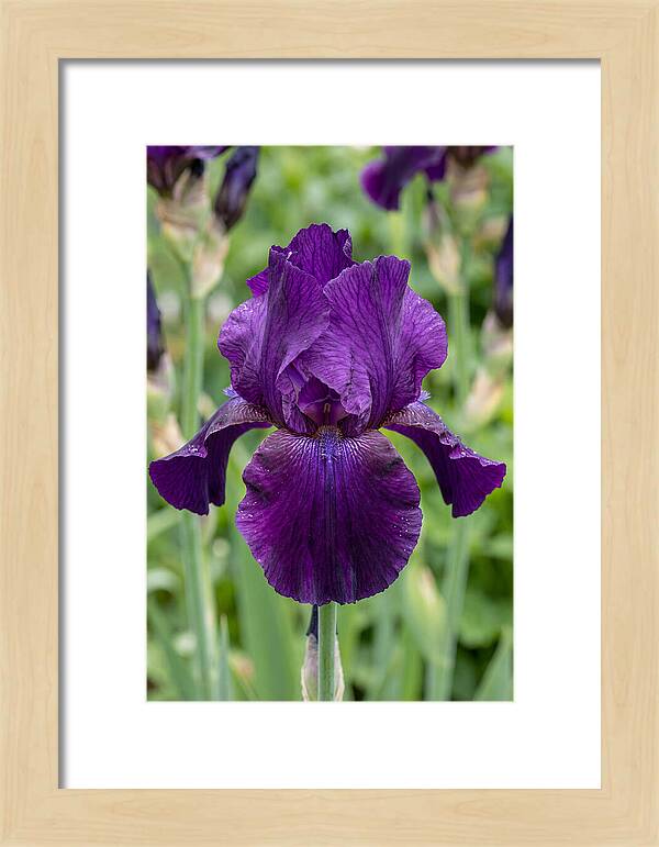 Iris In Bloom