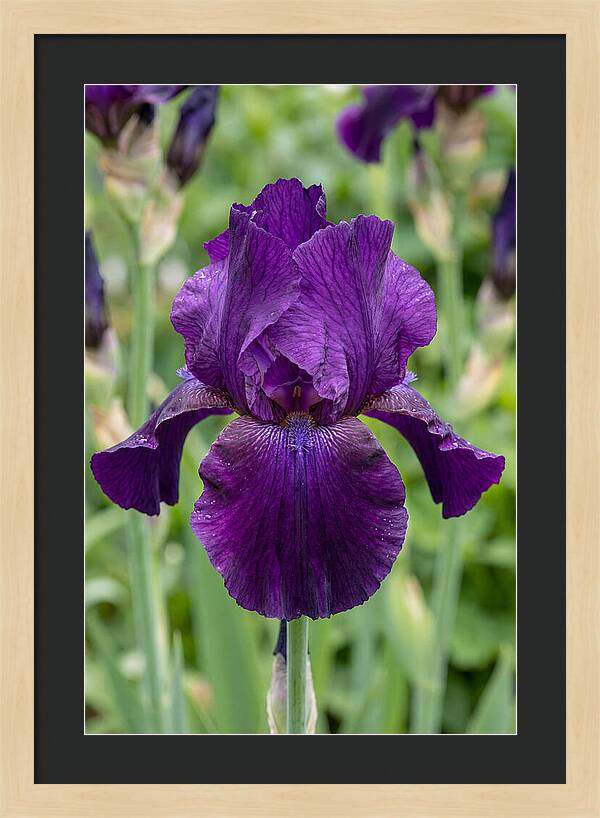 Iris In Bloom