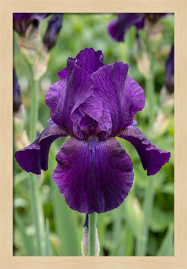 Iris In Bloom