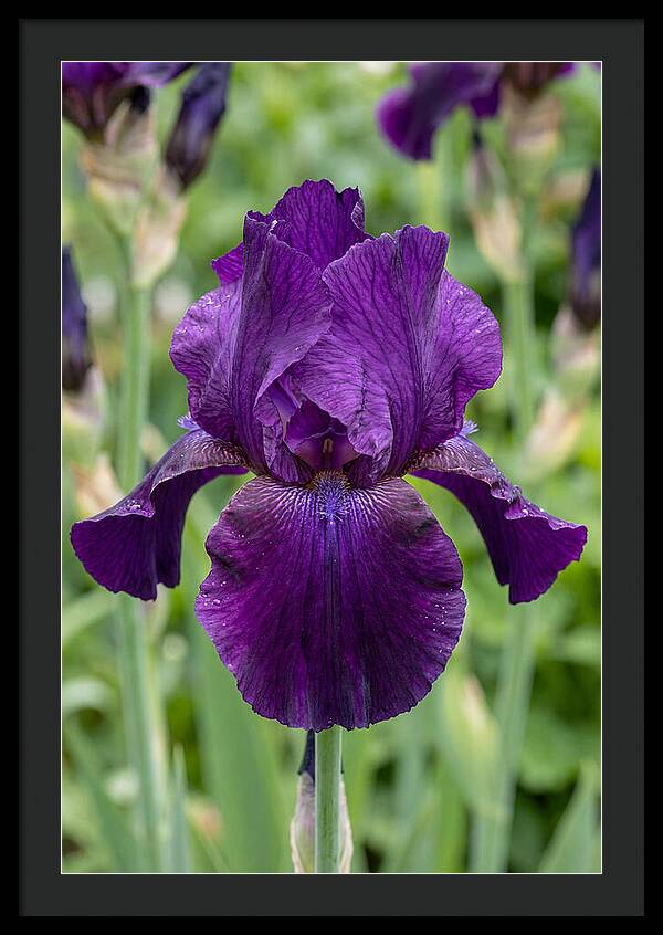 Iris In Bloom