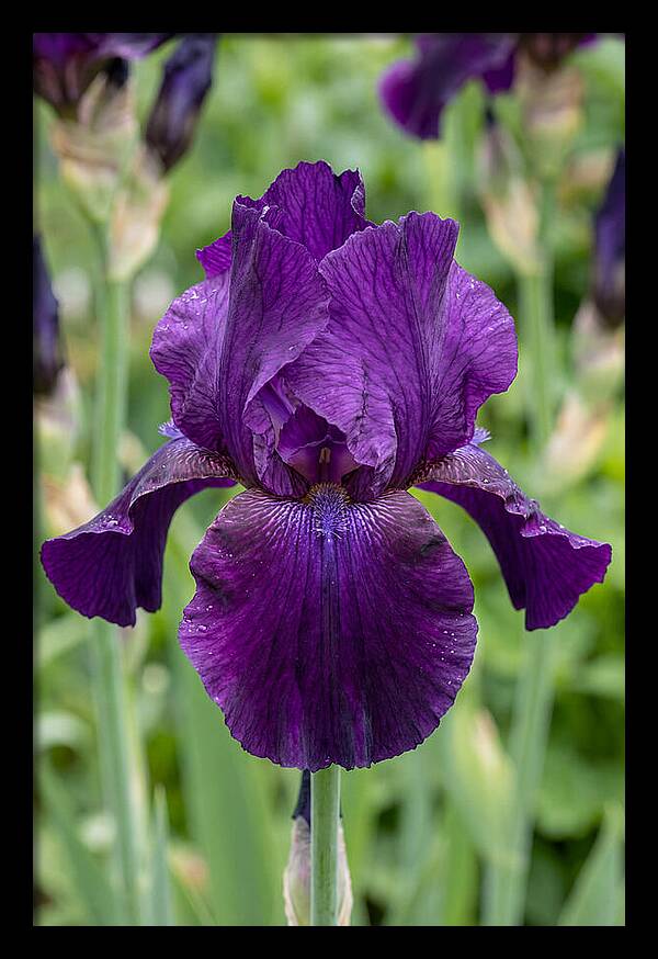 Iris In Bloom