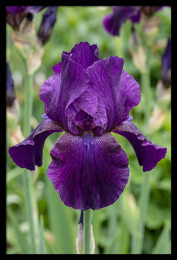 Iris In Bloom