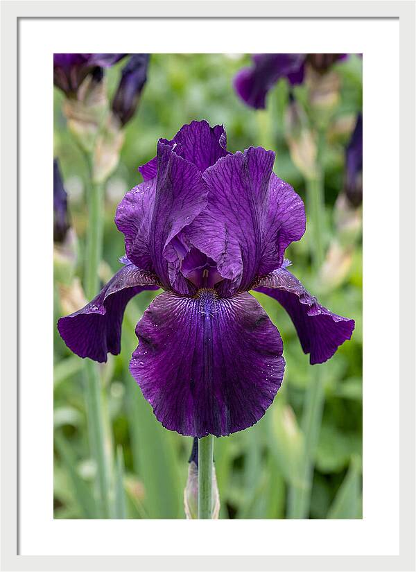 Iris In Bloom
